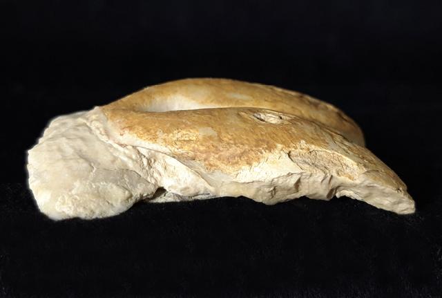 Pygope catulloi PICTET 1867 - Bild © FossNet FossilienStore